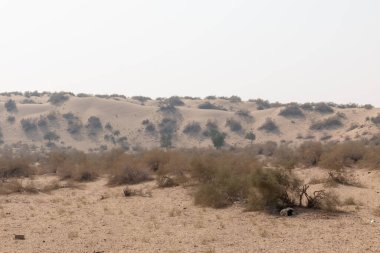 Jaisalmer 'in Thar Çölünün kum tepeleri