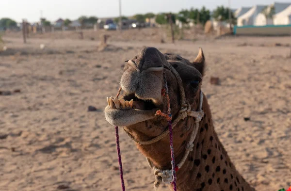 Camelo Deserto Jaisalmer — Fotografia de Stock