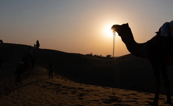 Kameltreiber Mit Ihren Kamelen Auf Den Dünen Der Thar Wüste — Stockfoto