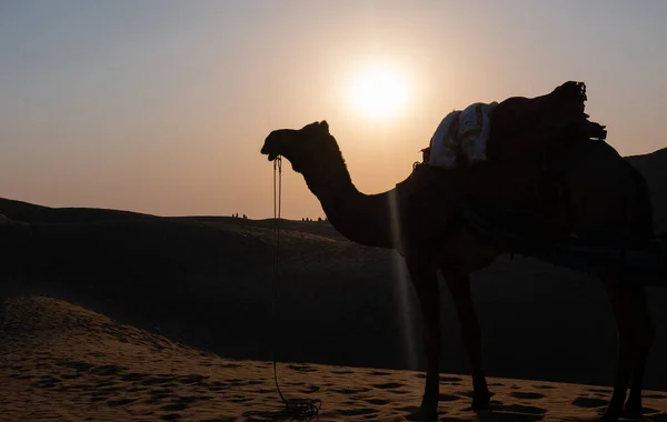 印度贾塞尔默 骆驼司机和骆驼在塔尔沙漠的沙丘上 — 图库照片