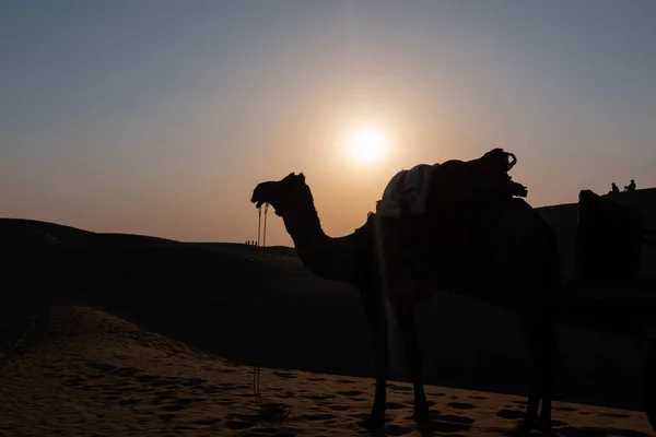 Silhouette Eines Mannes Und Kamelen Während Des Sonnenuntergangs Der San — Stockfoto