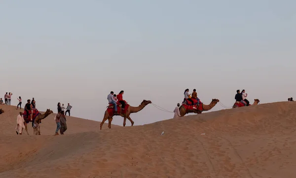 Pilotes Chameaux Avec Leurs Chameaux Sur Les Dunes Désert Thar — Photo