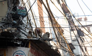 Hindistan, Delhi 'deki Chandni Chowk pazarındaki Hintli insanların gizli fotoğrafları.