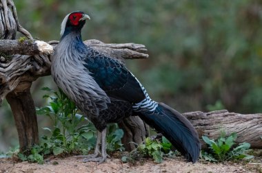 Khaleej Pheasant (Lophura lömelanos) kuşu Sattal, Uttarakhand 'de fotoğraflandı
