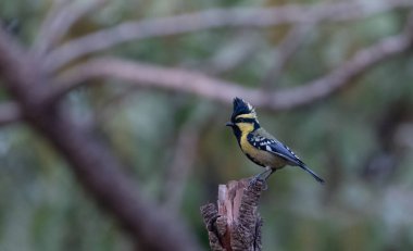 Himalayan Black-Lored Tit bird perching on tree in Sattal