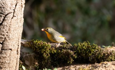 Kırmızı gagalı leiothrix kuşu, Güney Çin ve Himalayalar 'a özgü Leiothrichidae familyasının bir üyesidir..