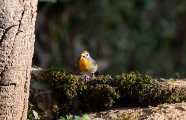 Kırmızı gagalı leiothrix kuşu, Güney Çin ve Himalayalar 'a özgü Leiothrichidae familyasının bir üyesidir..