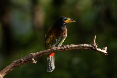 Büyük Barbet (Psilopogon virens) ağaç dalına tüneyen kuş
