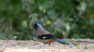Gri Treepie (Dendrocitta formosae) adlı güzel kuş Sattal 'da fotoğraflanmıştır.