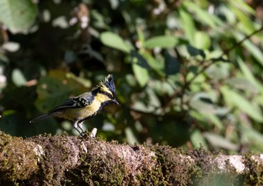 Himalayan Black-Lored Tit bird perching on tree in Sattal