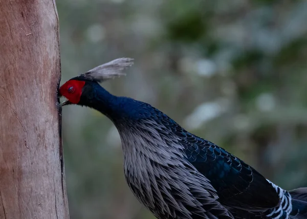 Khaleeej Fazant Lophura Leucomelanos Pasăre Fotografiată Sattal Uttarakhand — Fotografie, imagine de stoc