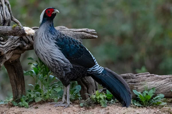 Πουλί Khaleej Pheasant Lophura Leucomelanos Φωτογραφημένο Στο Sattal Uttarakhand — Φωτογραφία Αρχείου