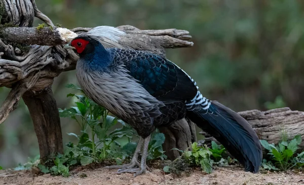 Khaleej Fagiano Lophura Leucomelanos Uccello Fotografato Sattal Uttarakhand — Foto Stock