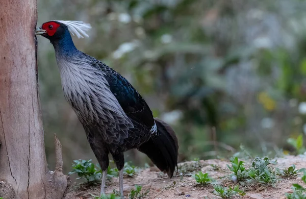 Khaleeej Fazant Lophura Leucomelanos Pasăre Fotografiată Sattal Uttarakhand — Fotografie, imagine de stoc