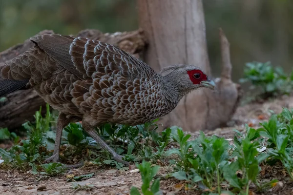 Птица Khaleej Pheasant Lophura Leucomelanos Сфотографирована Саттале Уттаракханд — стоковое фото