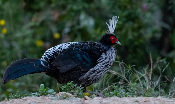 Πουλί Khaleej Pheasant Lophura Leucomelanos Φωτογραφημένο Στο Sattal Uttarakhand — Φωτογραφία Αρχείου