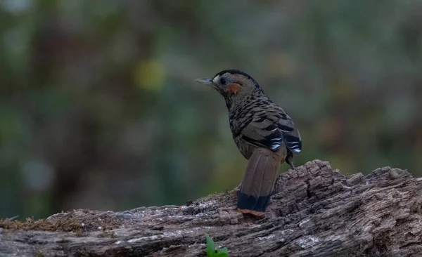 Rufous Chinned Lachender Drosselvogel Sitzt Auf Dem Boden — Stockfoto