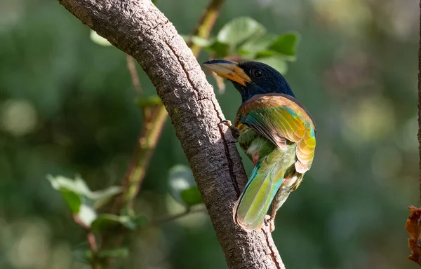 The great Barbet (Psilopogon virens) bird perching on tree branch