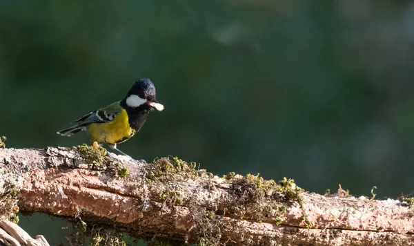 Verde Apoiado Tit Pequeno Pássaro Com Comida Bico Galho Árvore — Fotografia de Stock