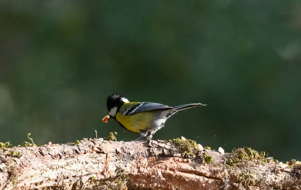 Petit Oiseau Dos Vert Avec Nourriture Dans Bec Sur Branche — Photo