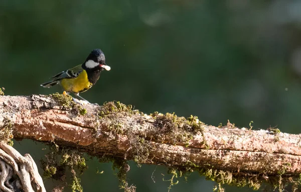 Verde Apoiado Tit Pequeno Pássaro Com Comida Bico Galho Árvore — Fotografia de Stock