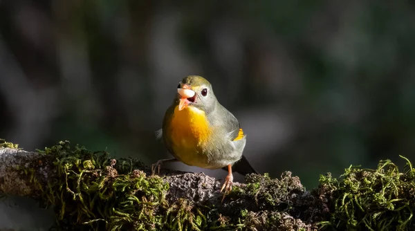 Leiothrix Ptak Jest Członkiem Rodziny Leiothrichidae Pochodzi Południowych Chin Himalajów — Zdjęcie stockowe