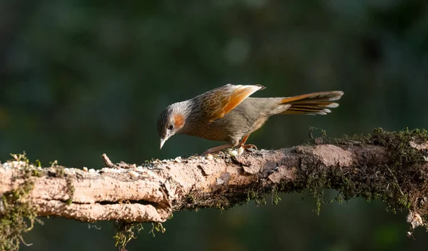 Riso Estriado Thrush Poleiro Árvore — Fotografia de Stock