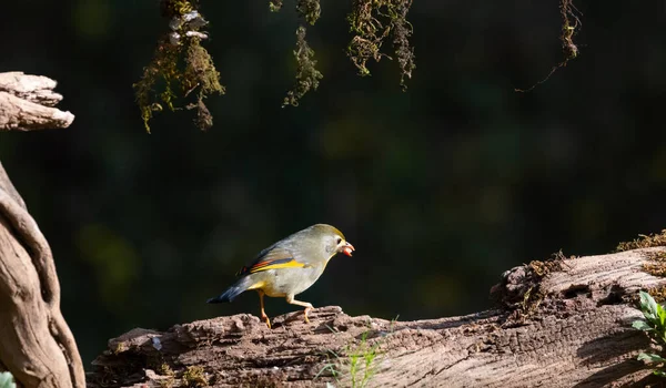 原产于中国南方和喜马拉雅山的红嘴雀鸟 是莱奥瑞希科的一员 — 图库照片