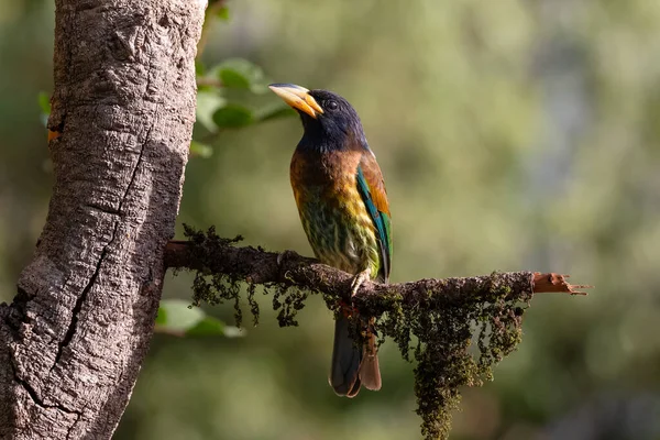 Grande Barbet Psilopogon Virens Pássaro Poleiro Galho Árvore — Fotografia de Stock