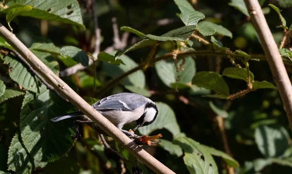 Cinereous Tit Bird Perching Tree Sattal Uttarakhand India — Stock fotografie