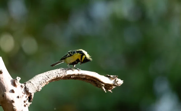 Himalayan Black Lored Tit Bird Perching Tree Sattal — Stok fotoğraf