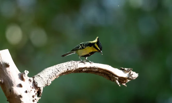 Himalayano Black Lored Tit Uccello Appollaiato Albero Sattal — Foto Stock