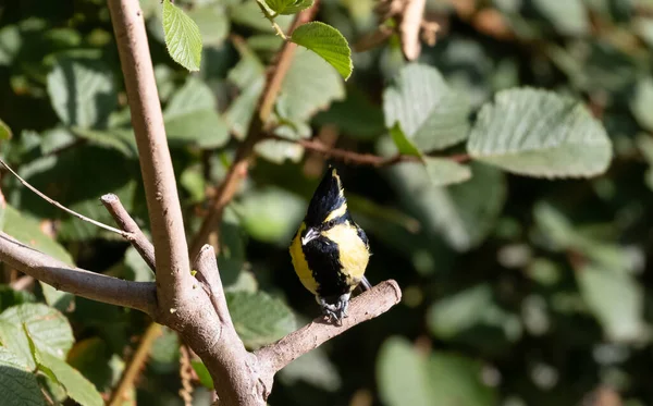 Himalaya Black Lored Tit Oiseau Perché Sur Arbre Sattal — Photo