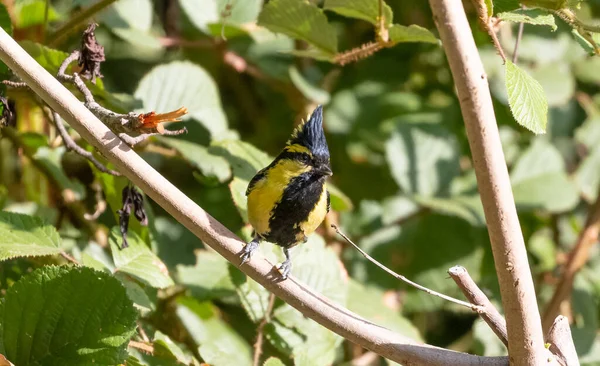 Himalayan Black Lored Tit Bird Perching Tree Sattal — Zdjęcie stockowe