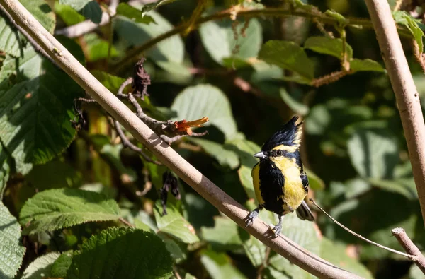 Himalaia Black Lored Tit Pássaro Empoleirado Árvore Sattal — Fotografia de Stock