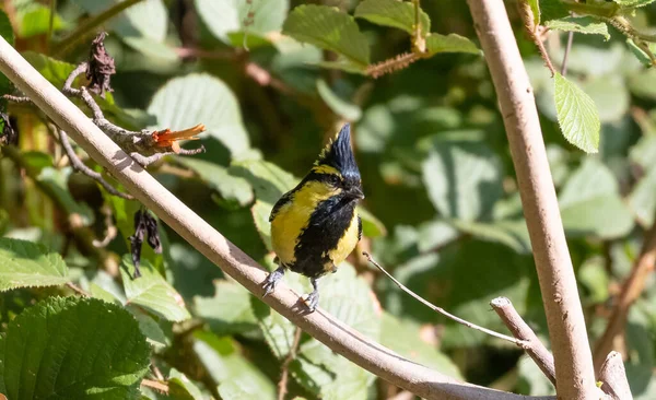 Himalayano Black Lored Tit Uccello Appollaiato Albero Sattal — Foto Stock