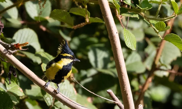 Himalayan Black Lored Tit Bird Perching Tree Sattal — Stockfoto