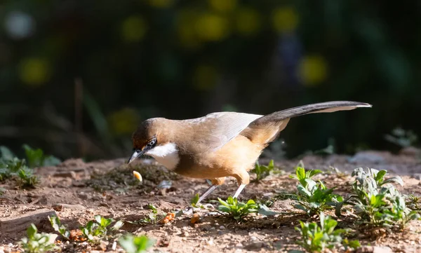 White Throated Laughing Thrush bird photographed in Sattal, Uttarakhand, India