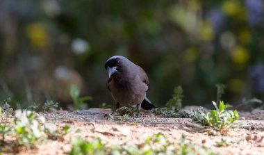 Gri Treepie (Dendrocitta formosae) adlı güzel kuş Sattal 'da fotoğraflanmıştır.