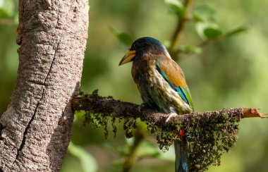Büyük Barbet (Psilopogon virens) ağaç dalına tüneyen kuş