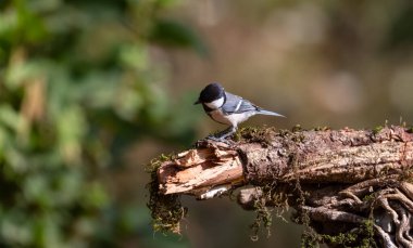 Cinereous Tit bird perching on tree in Sattal, Uttarakhand, India