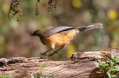 Beyaz Boğazlı Gülen Thrush kuşu Sattal, Uttarakhand, Hindistan 'da fotoğraflandı