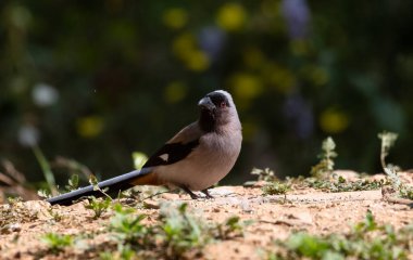 Gri Treepie (Dendrocitta formosae) adlı güzel kuş Sattal 'da fotoğraflanmıştır.