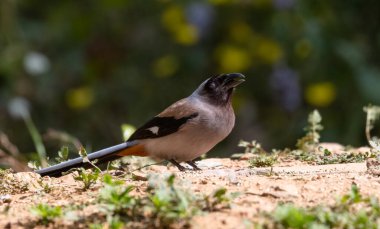 Gri Treepie (Dendrocitta formosae) adlı güzel kuş Sattal 'da fotoğraflanmıştır.