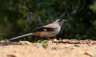 Gri Treepie (Dendrocitta formosae) adlı güzel kuş Sattal 'da fotoğraflanmıştır.