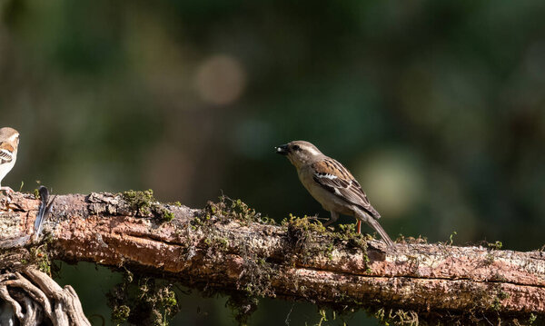 Sparrow bird perching on tree in Sattal