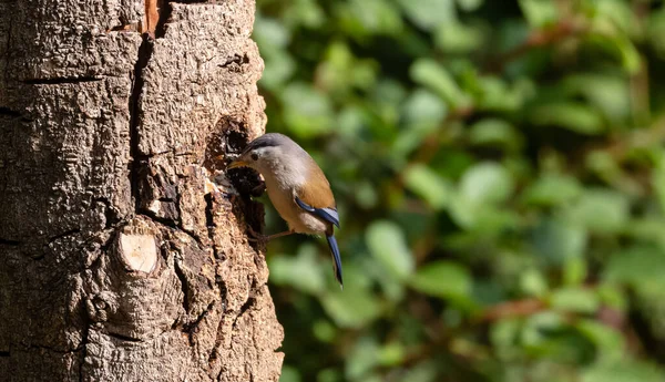 Vacker Fågel Blåvingad Minla Siva Cyanouroptera Minla Även Känd Som — Stockfoto