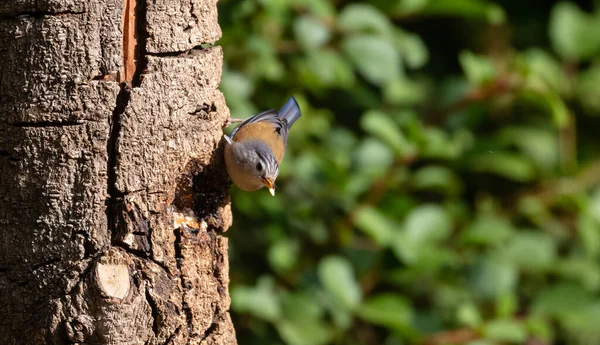 Vacker Fågel Blåvingad Minla Siva Cyanouroptera Minla Även Känd Som — Stockfoto