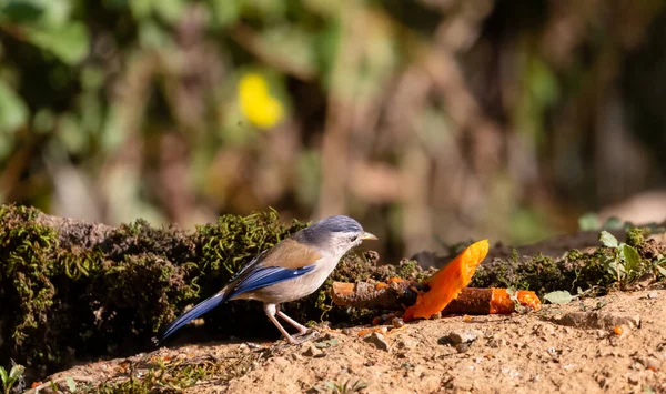 Minla Ailes Bleues Siva Cyanouroptera Minla Est Une Espèce Oiseau — Photo