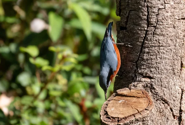 Kastanjepulver Sitta Cinnamoventris Träd Vid Sattal — Stockfoto